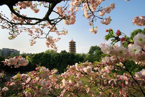 『隨華全，觀天下』 ——走進渝北