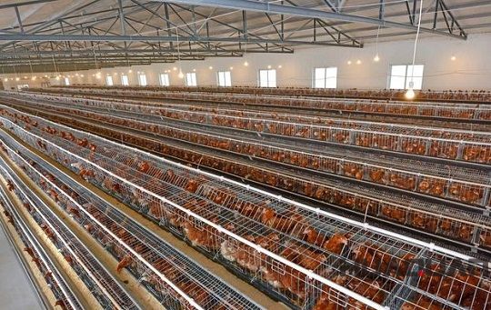 華全養(yǎng)殖場用800kw靜音型發(fā)電機(jī)組